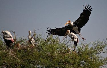 Bird Sanctuary, Bharatpur