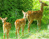 Deer,Churdahar Sanctuary