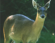 Deer, Nagarhole National Park
