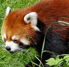 Red Panda, Kanchanjunga Conservation Area