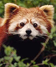 Wildlife in Nepal, Red Panda