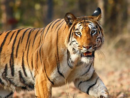 Tiger, Bandhavgarh national park