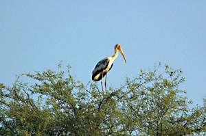 Bharatpur Bird Sanctuary Rajasthan India