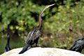 Parambikulam Wildlife and Bird Sanctuary