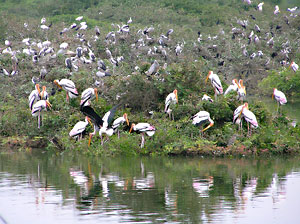 Vedanthangal Bird Sanctuary, India