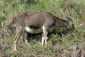 Eravikulam National Park Kerala