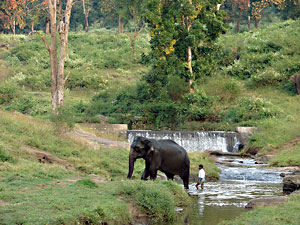 indira gandhi wildlife sanctuary and national park