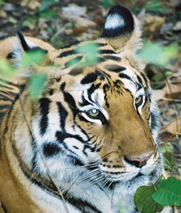 Kanha National Park Madhya Pradesh