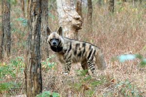 Panna National Park Madhya Pradesh