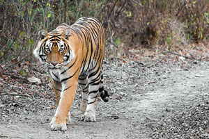 Ranthambore National Park Rajasthan