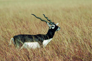 Velavadar National Park Gujarat