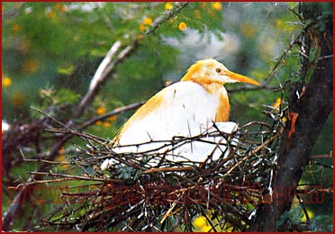 Bird in the nest, Bharatpur Rajasthan
