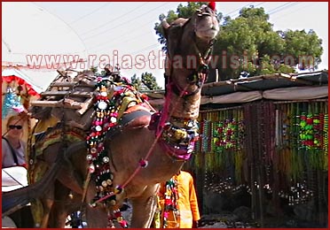 Camel in Pushkar Fair, Rajasthan