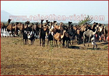 Camels in Pushkar Fair , Rajasthan