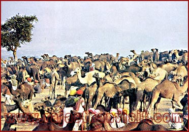 Camel fair-Pushkar,  Rajasthan