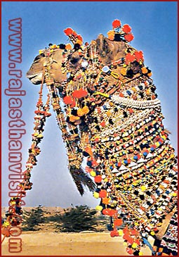 Fully Caparisoned Camel, Jaisalmer, Rajasthan