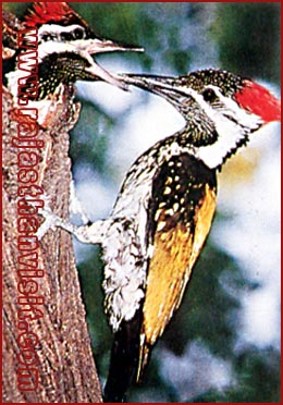 Golden backed Woodpecker