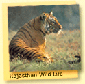 Rajasthan Wildlife, 8 Days Taj Mahal and Wildlife Tour