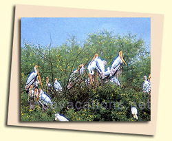 birds at Keoladeo Ghana National Park, Bharatpur