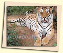 Tiger at Ranthambore National Park