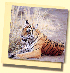 Tigres durante o safari da floresta no Rajastan 