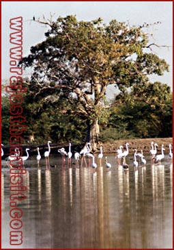 Birds in Bharatpur National Park, Rajasthan