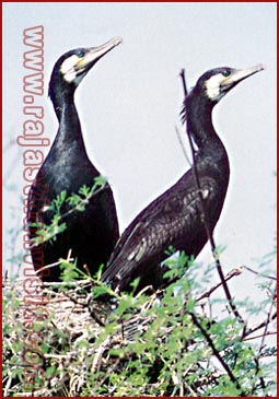 Birds in Bharatpur National Park, Rajasthan