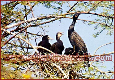 Birds, Bharatpur,  Rajasthan