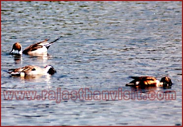 Birds in Bharatpur National Park, Rajasthan