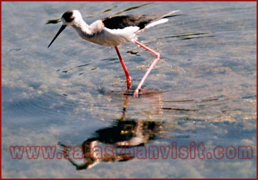 Birds in Bharatpur National Park, Rajasthan