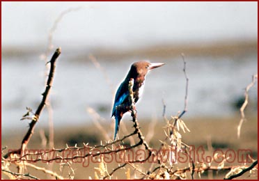 Birds in Bharatpur National Park, Rajasthan