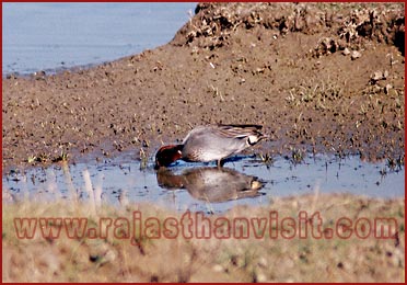 Birds in Bharatpur National Park, Rajasthan