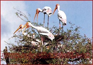 Birds in Bharatpur National Park, Rajasthan