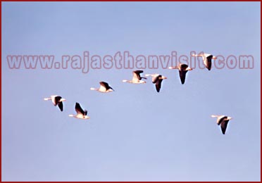 Birds in Bharatpur National Park, Rajasthan