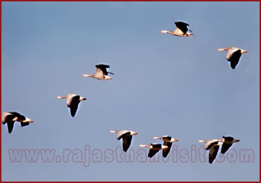 Birds in Bharatpur National Park, Rajasthan