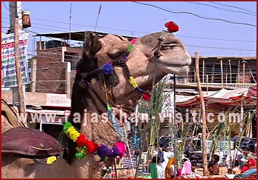 Camel in Pushkar Fair, Rajasthan