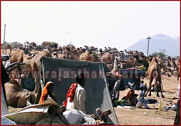 Camels in Pushkar Fair, Rajasthan