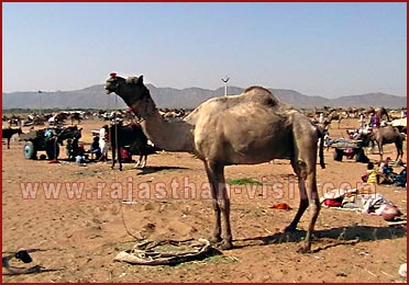 Camels in Rajasthan