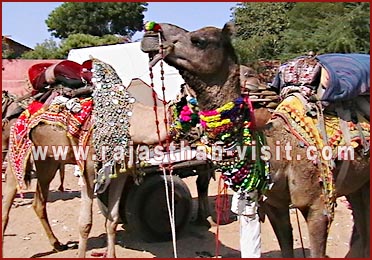 Camels in Pushkar Fair, Rajasthan