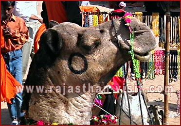 Camel in Pushkar Fair, Rajasthan