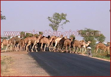 Camels in Rajasthan