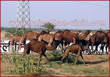 Camels in Pushkar Fair , Rajasthan