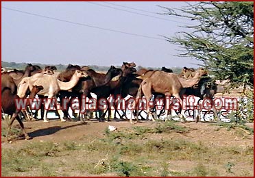 Camels in Rajasthan