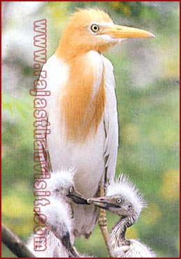 Cattle Egret