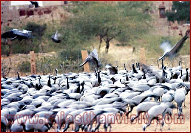 Cranes peck for food