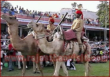 Camels in Festival, Jaipur, Rajasthan