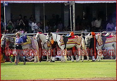 Elephant Festival in Jaipur, Rajasthan