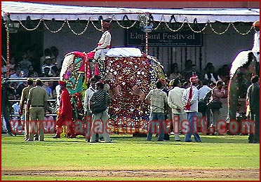 Elephant Festival in Jaipur, Rajasthan