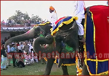 Elephant Festival in Jaipur, Rajasthan