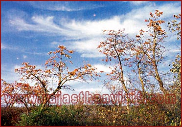 Forest in Rajasthan